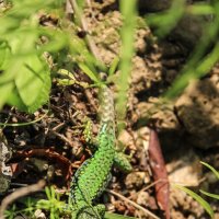 *** :: Александр. AVG100 ---