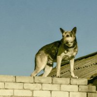 На посту :: Петр Фролов