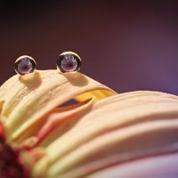 Эти глаза напротив... :: Игорь Шевченко Эти глаза напротив... :: Игорь Шевченко