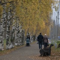 Березовая аллея :: Александр Буторин