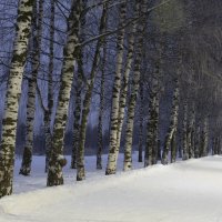 Березовая аллея :: Александр Буторин