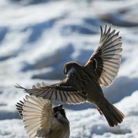 4 :: Сергей Флетчер