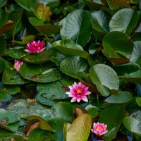 Про цветы... :: Dmitriy Dikikh