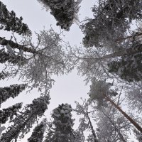 Где сосны рвутся в небо, где быль живет и небыль... :: Ольга Чистякова