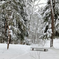 скамейка  снег   деревья :: Владимир 