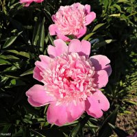 Пионы :: Ната57 Наталья Мамедова