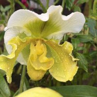 Выставка орхидей в Аптекарском огороде :: Pippa