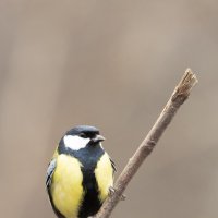 *** :: Валерий Черняк