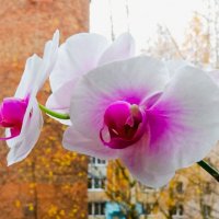 Цветение орхидеи :: Галина Бобкина