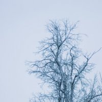 Занесённое снегом дерево :: fogmeadowww m