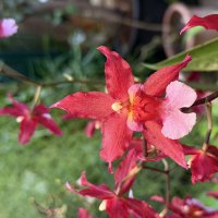 Орхидейки :: Pippa