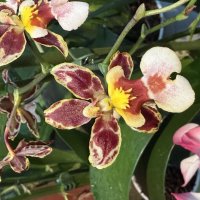 Орхидейки :: Pippa 