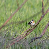 Луговой чекан :: Владимир Лазарев