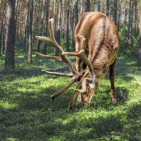 Марал :: SanSan 