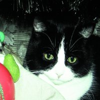 Хорошо под ёлочкой :: Людмила Смородинская