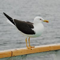 - :: Алексей Исаков