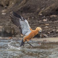 огарь в полете. :: юрий макаров