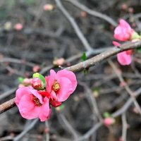 Чудо Января... :: Николай Саржанов