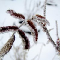 Среди белой зимы. :: nadyasilyuk Вознюк