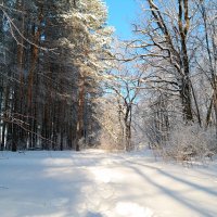 О прогулках в январе... :: Андрей Заломленков