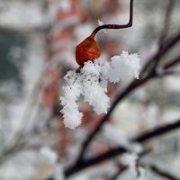 Пляски осминожки :: Ольга 