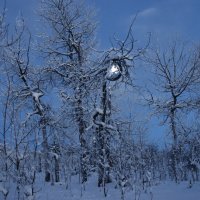 Лунная мелодия зимнего вечера :: Галина Ильясова Лунная мелодия зимнего вечера :: Галина Ильясова