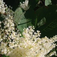 осенние цветы :: Елена Шаламова