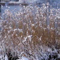 В окрестностях Калининграда :: Рита Симонова