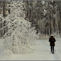 Зимняя идилия :: Aleksandr Gal