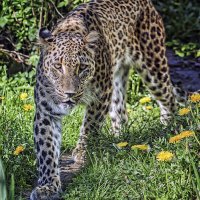 *** :: Андроник Александр 