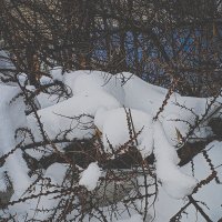 Снежные лапы :: Юлия Денискина