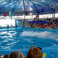 Адлер. Сочи Парк... шоу дельфинов... :: Нина Бутко