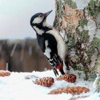 Птицы в природе :: елена беликова