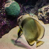 Анталия Аквариум.Platax pinnatus :: Светлана SvetNika17