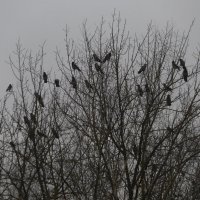 Вороны на дереве :: Александр Буторин