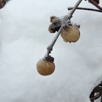 ***ягоды морозные*** :: Olga Oskolkova