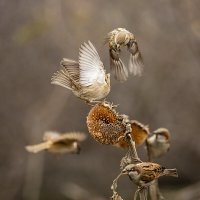 *** :: Валерий Черняк
