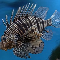 Крылатка-зебра :: <<< Наташа >>>