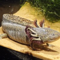 Аксолотль :: <<< Наташа >>>