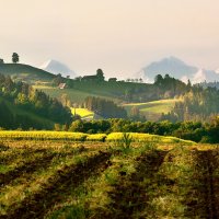 summer morning :: Elena Wymann