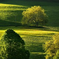 trees :: Elena Wymann