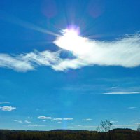 птица счастья :: shasha1950 