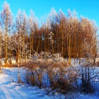 Морозный январь в городе :: Aida10 