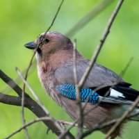 Сойка :: Владимир Лазарев
