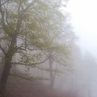 ТУМАН :: Tata Wolf