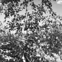 Фотография :: Денис Безногов