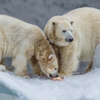 Белый :: SanSan 