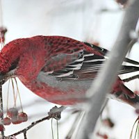 Урагус :: Любовь Сахарова