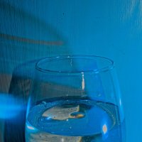 бокал :: Giant Tao /