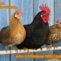 Сильвестров день, или Куриный праздник :: Валерий Иванович